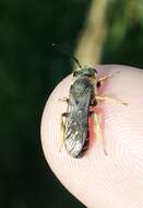 Image of Orange-legged furrow bee