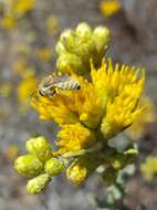 Image of Colletes ochraceus Swenk 1906