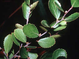 Image of bog birch