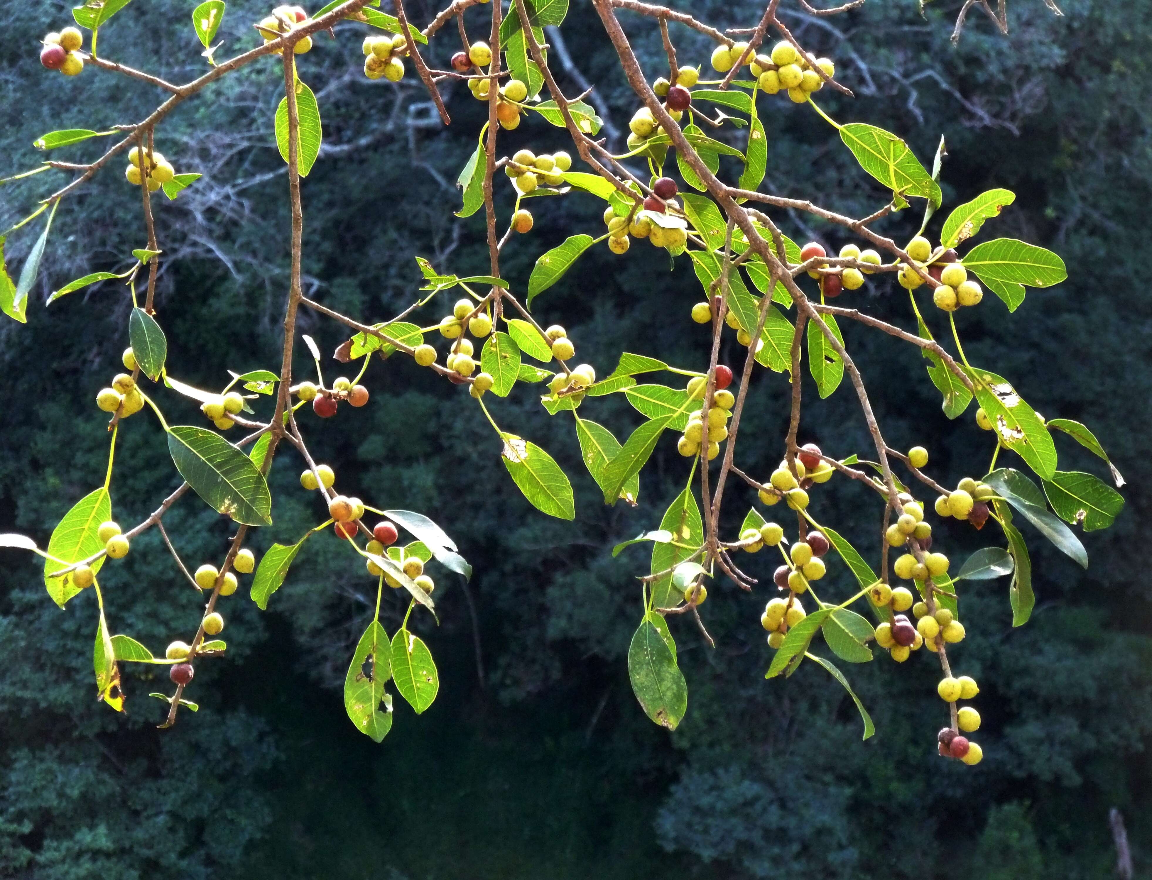 Imagem de Ficus craterostoma Warb. ex Mildbr. & Burr.