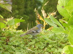 Image of Fringilla coelebs moreletti Pucheran 1859