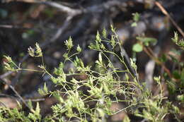 Image of Cordylanthus rigidus subsp. involutus (Wiggins) T. I. Chuang & L. R. Heckard