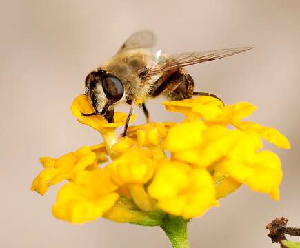 Image of drone fly