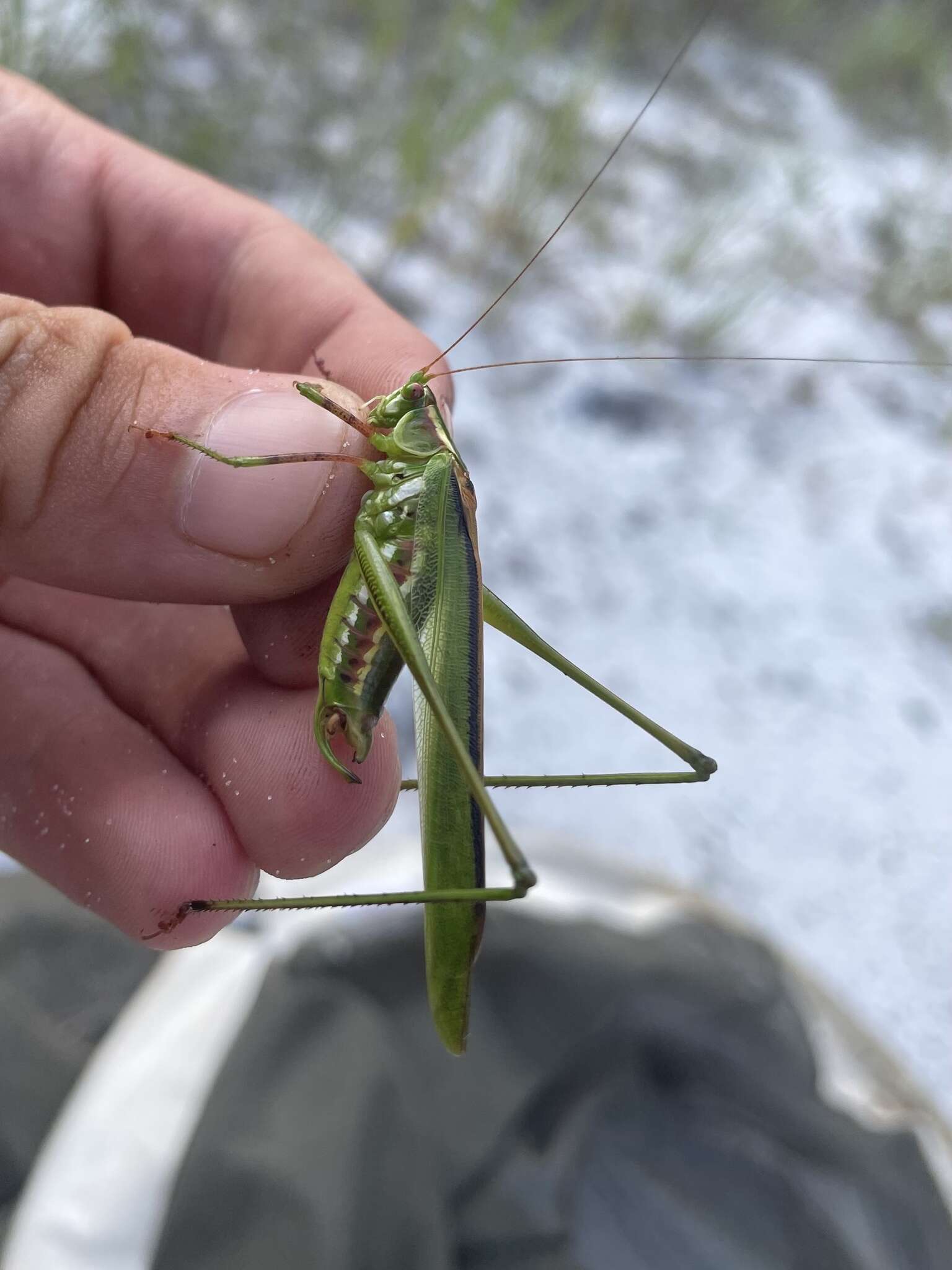 Image of Guinea-cypress Katydid