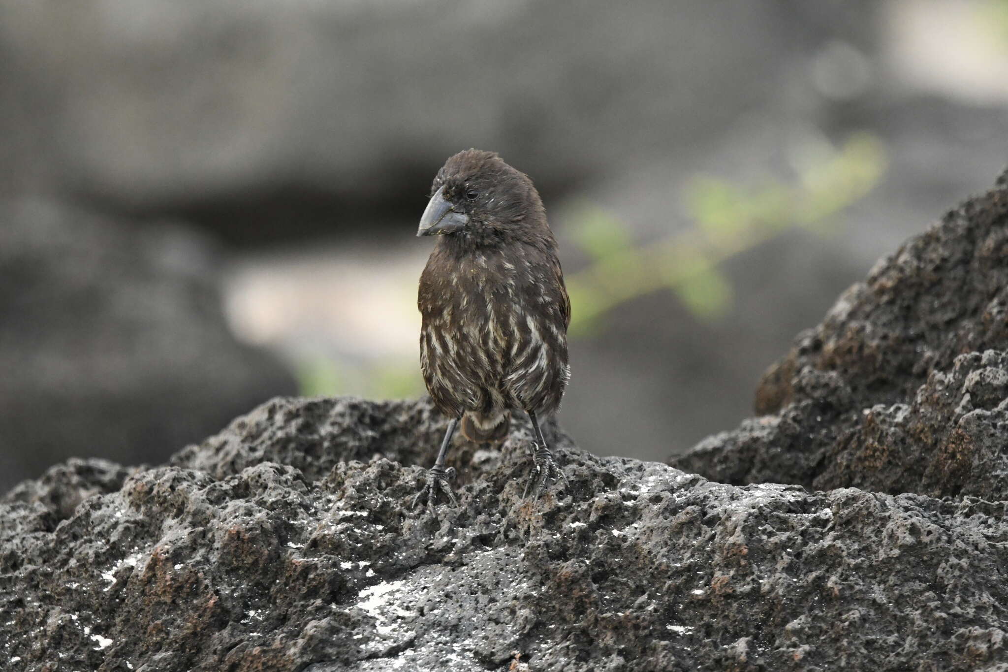 Image of Espanola Cactus Finch