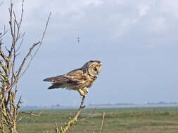 Image de Hibou des marais