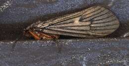 Dicosmoecus atripes (Hagen 1875)的圖片