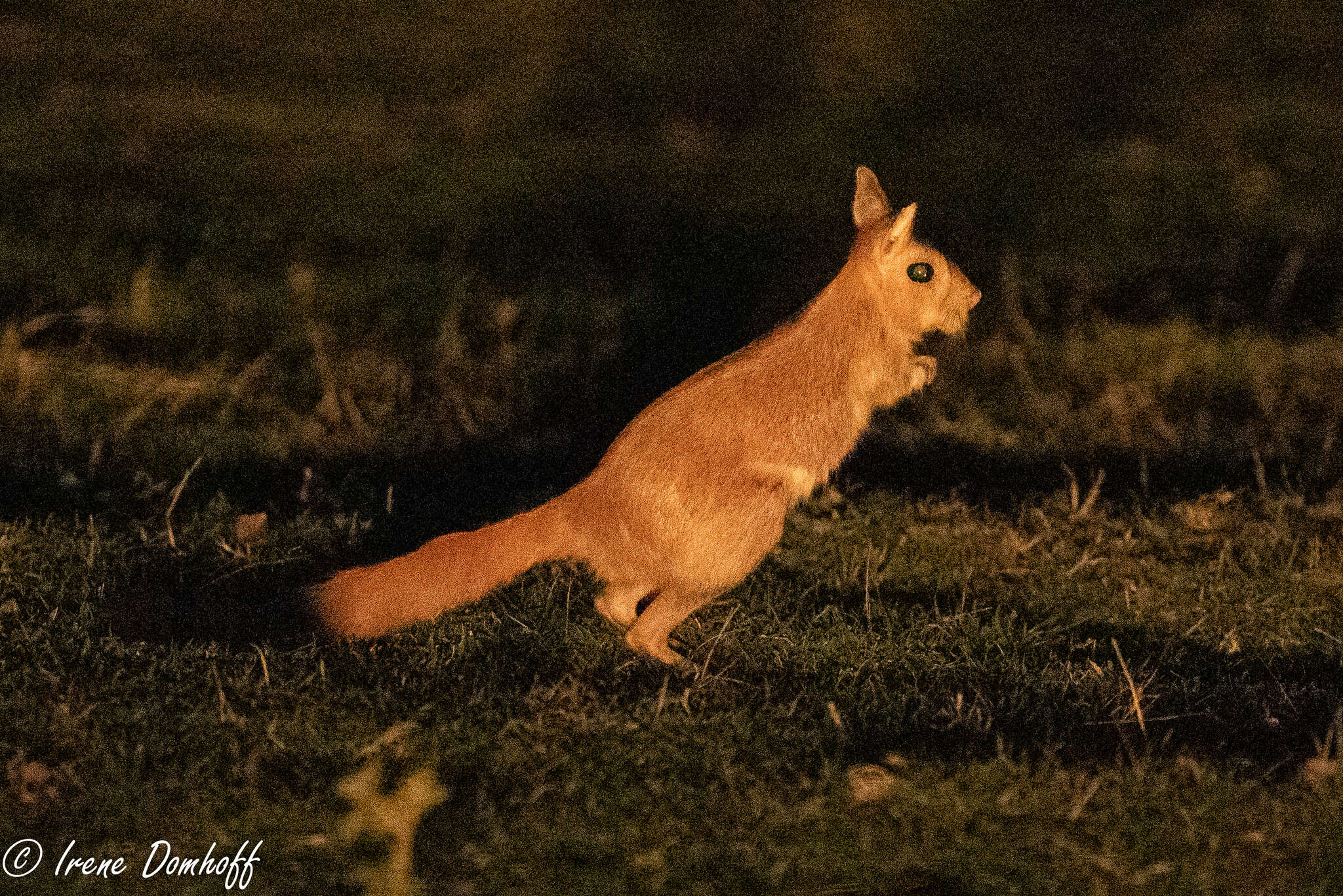 Image of East African Spring Hare