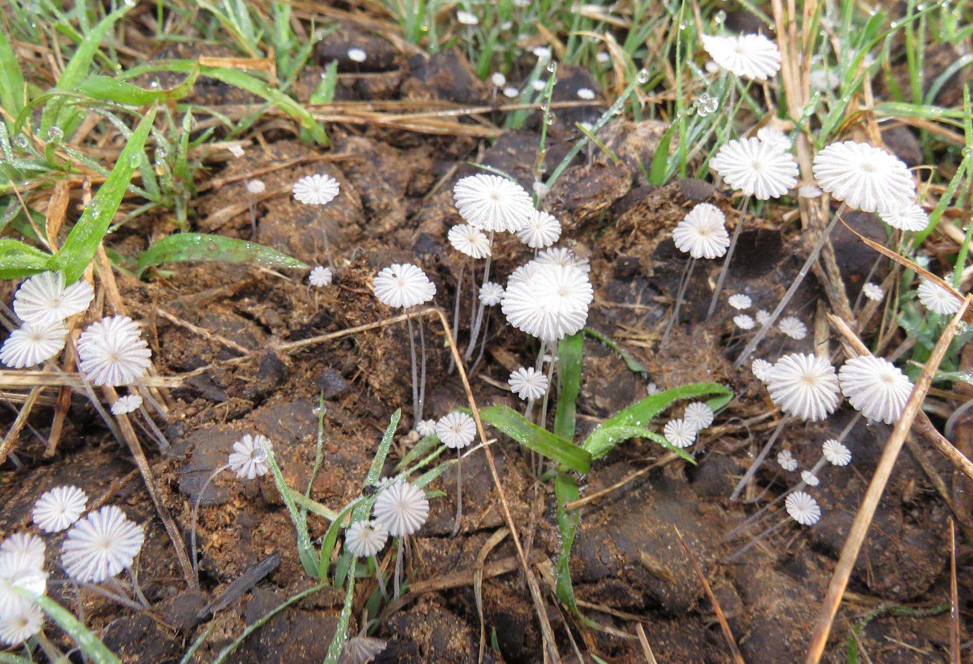 Coprinellus heptemerus (M. Lange & A. H. Sm.) Vilgalys, Hopple & Jacq. Johnson 2001的圖片