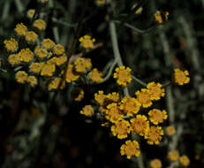 Image of Achillea falcata L.