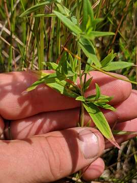 Слика од Pycnanthemum verticillatum (Michx.) Pers.