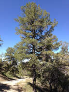 Image of Limber Pine