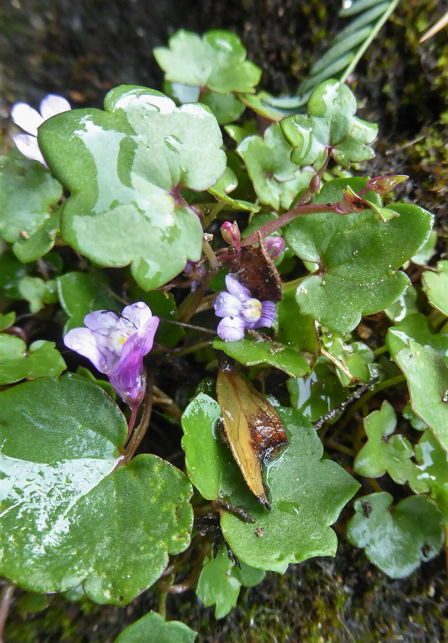 Image of Cymbalaria muralis subsp. muralis