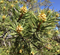 Image of Limber Pine