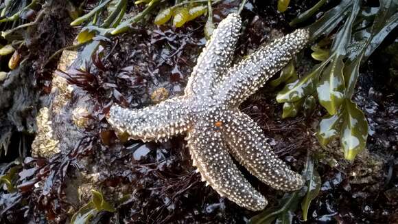 Image of Forbes sea star