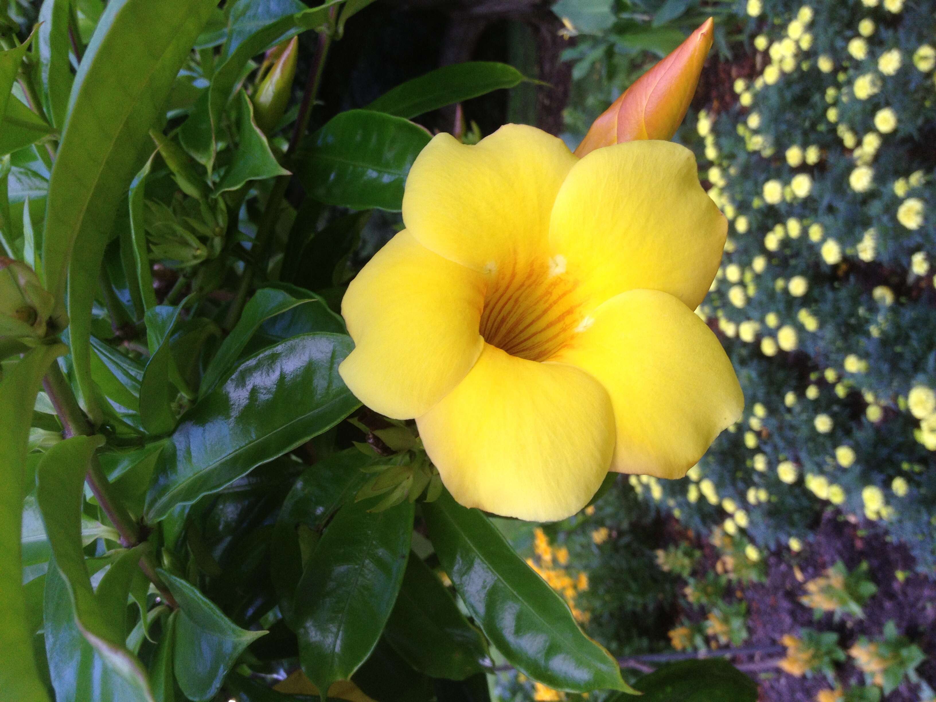 Image of bush allamanda