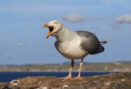 Image of European Herring Gull