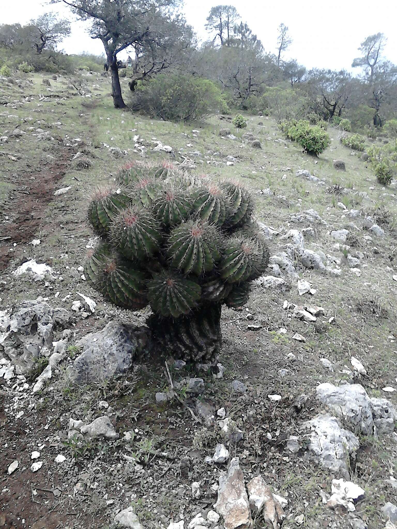 Image of Ferocactus haematacanthus (Muehlenpf.) Britton & Rose