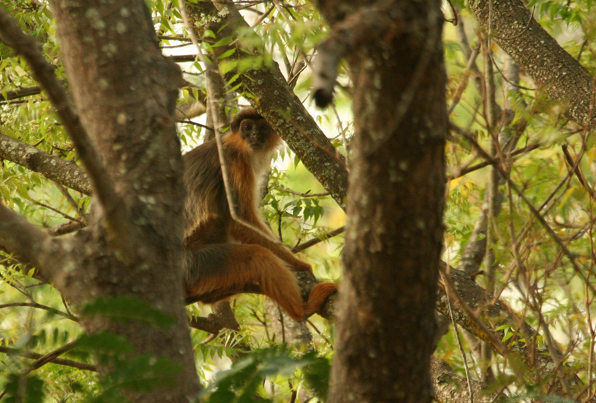 Image of Piliocolobus badius temminckii (Kuhl 1820)