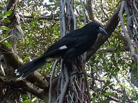 Image of Lord Howe currawong