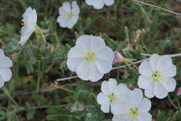 Image of Engelmann's evening primrose