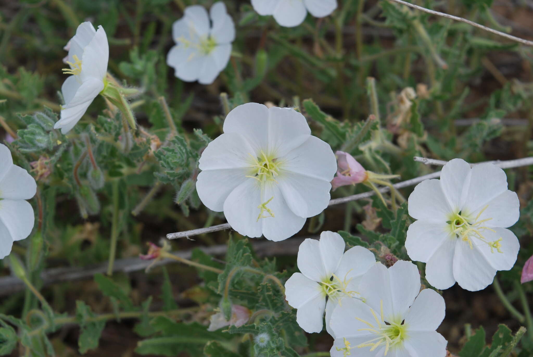 Sivun Oenothera engelmannii (Woot. & Standl.) Munz kuva