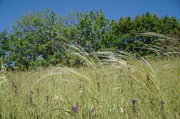 Plancia ëd Stipa pontica P. A. Smirn.