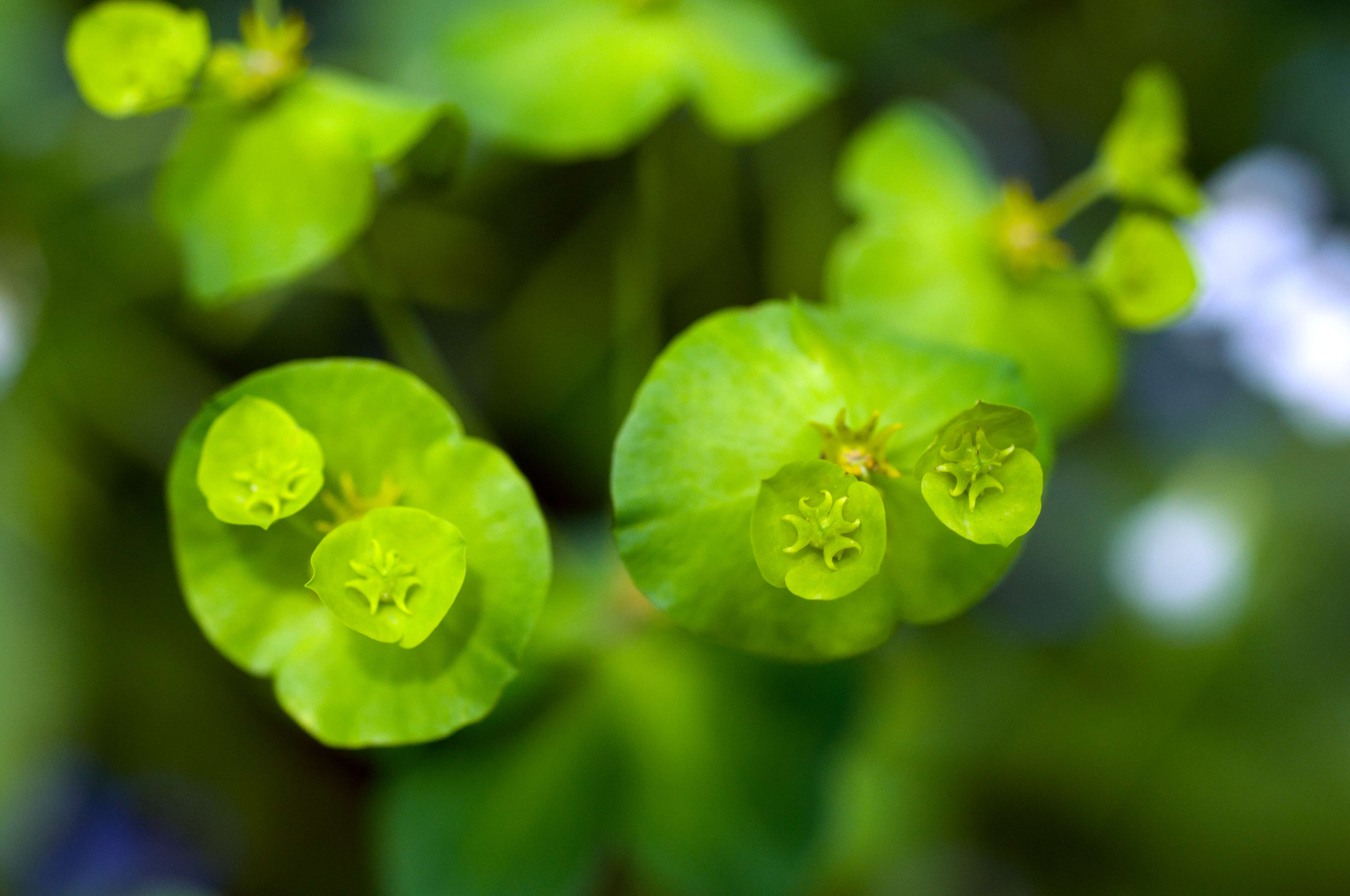 Image of Wood Spurge