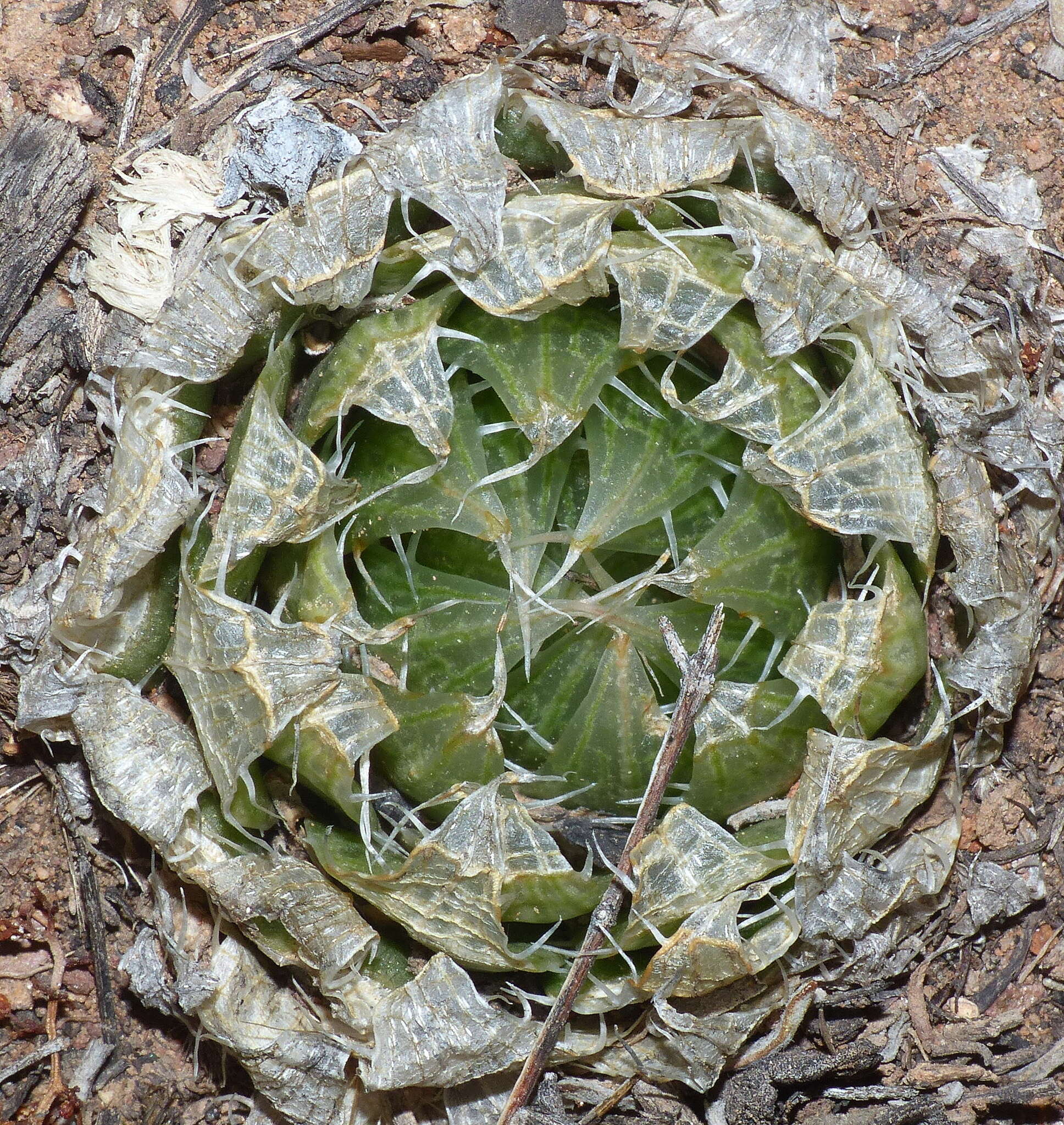 Image of Haworthia decipiens Poelln.