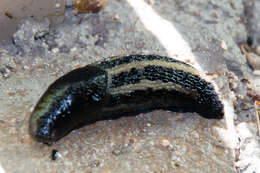 Image of ash-black slug