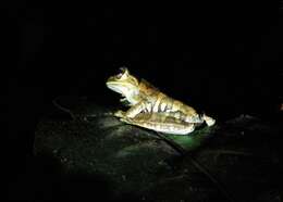 Image of Charuplaya Tree Frog