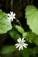 Слика од Cerastium subtriflorum (Rchb.) Pacher