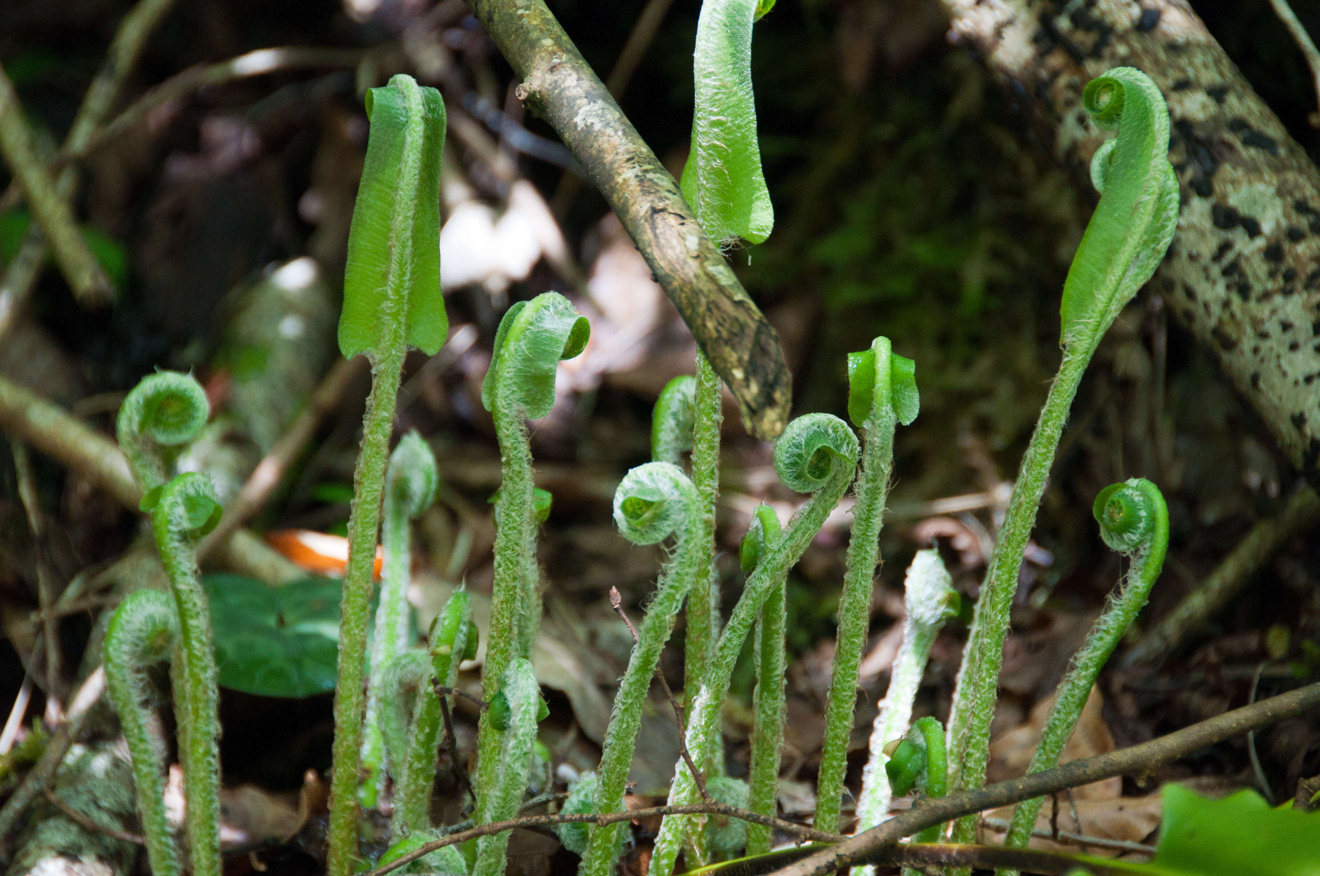 Image of Hart's tonguefern