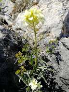 Image of Erysimum flavum subsp. altaicum (C. A. Mey.) Polozhij