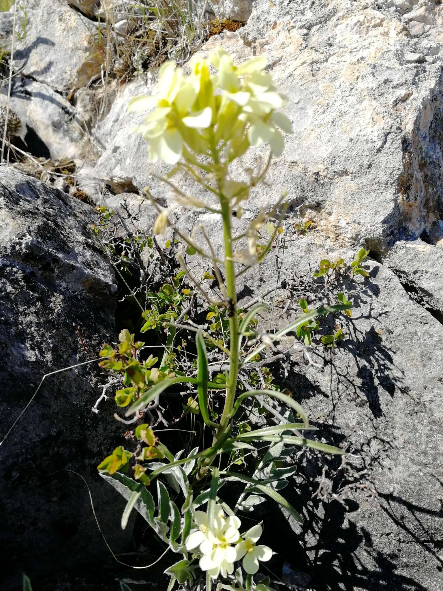 Image of Erysimum flavum subsp. altaicum (C. A. Mey.) Polozhij