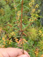 Imagem de Rhododendron tomentosum subsp. decumbens (Aiton) Elven & D. F. Murray