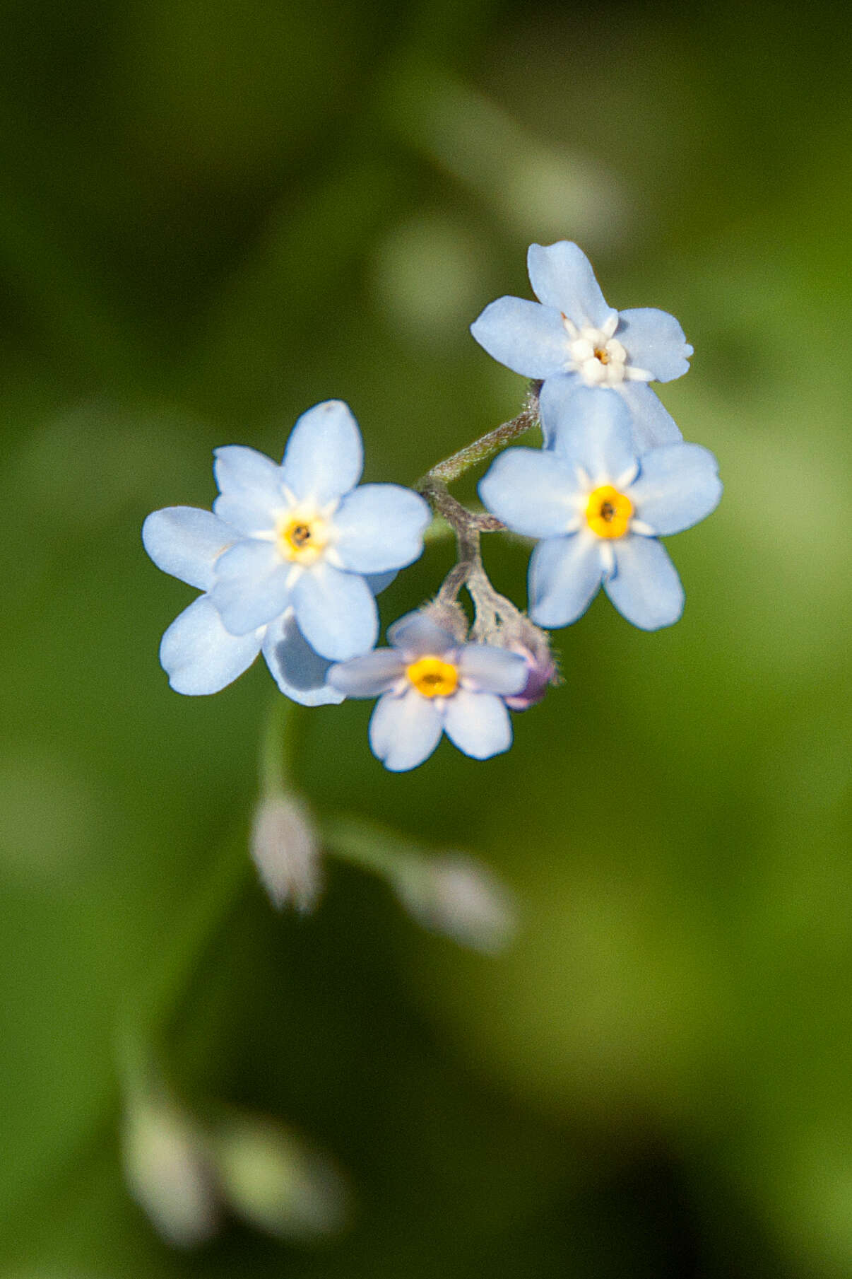 Слика од Myosotis arvensis (L.) Hill