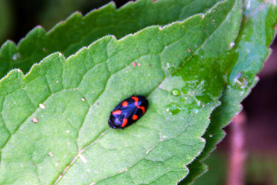 Image of Cercopis sanguinolenta (Scopoli 1763)