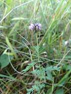 Image of leafy prairie clover