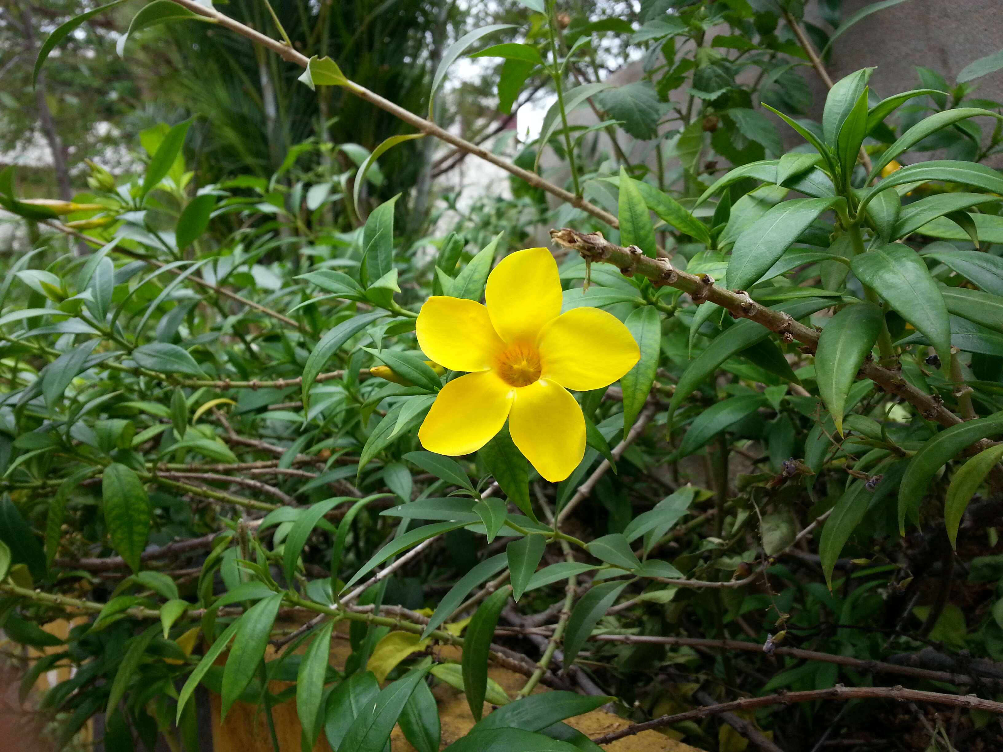 Image of golden trumpet