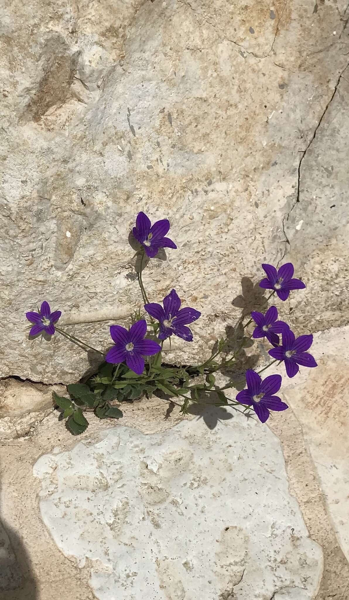 Sivun Ketunkello kuva