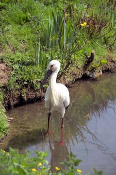 Image of Japanese White Stork