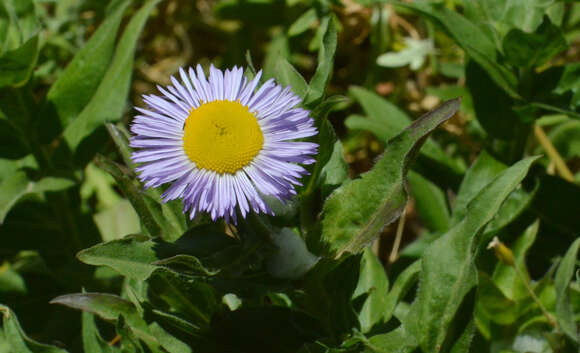 Image de Erigeron aliceae Howell