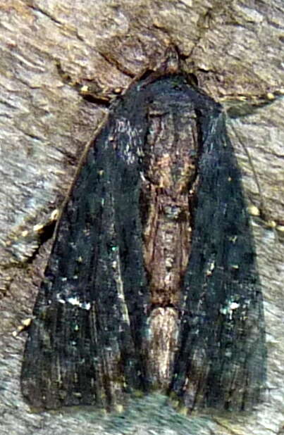 Image of Dypterygia patina Harvey 1875