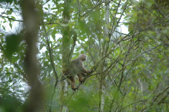 Image of Ecuadorian capuchin