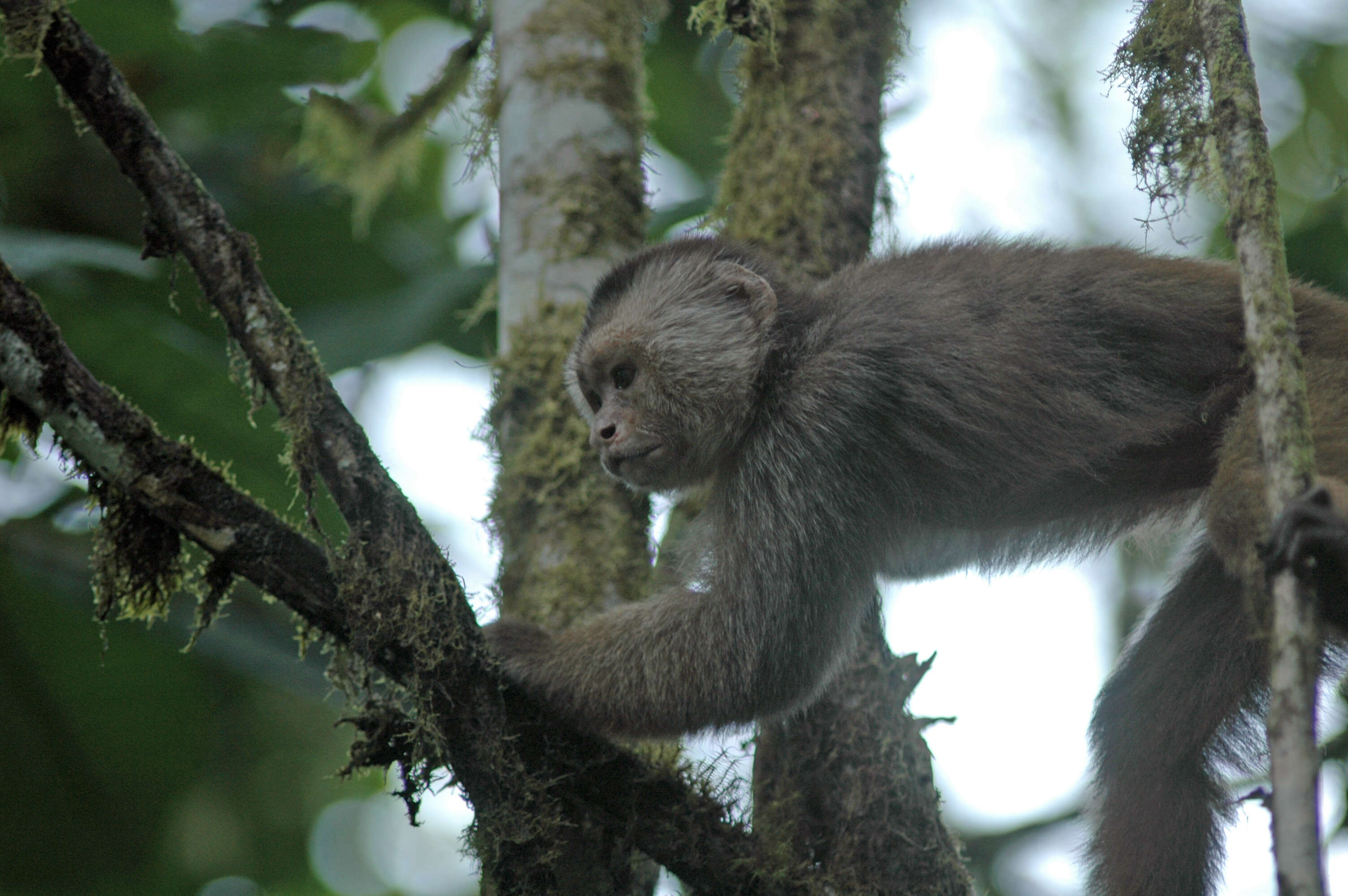 Image of Ecuadorian capuchin