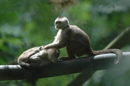 Image of Ecuadorian capuchin