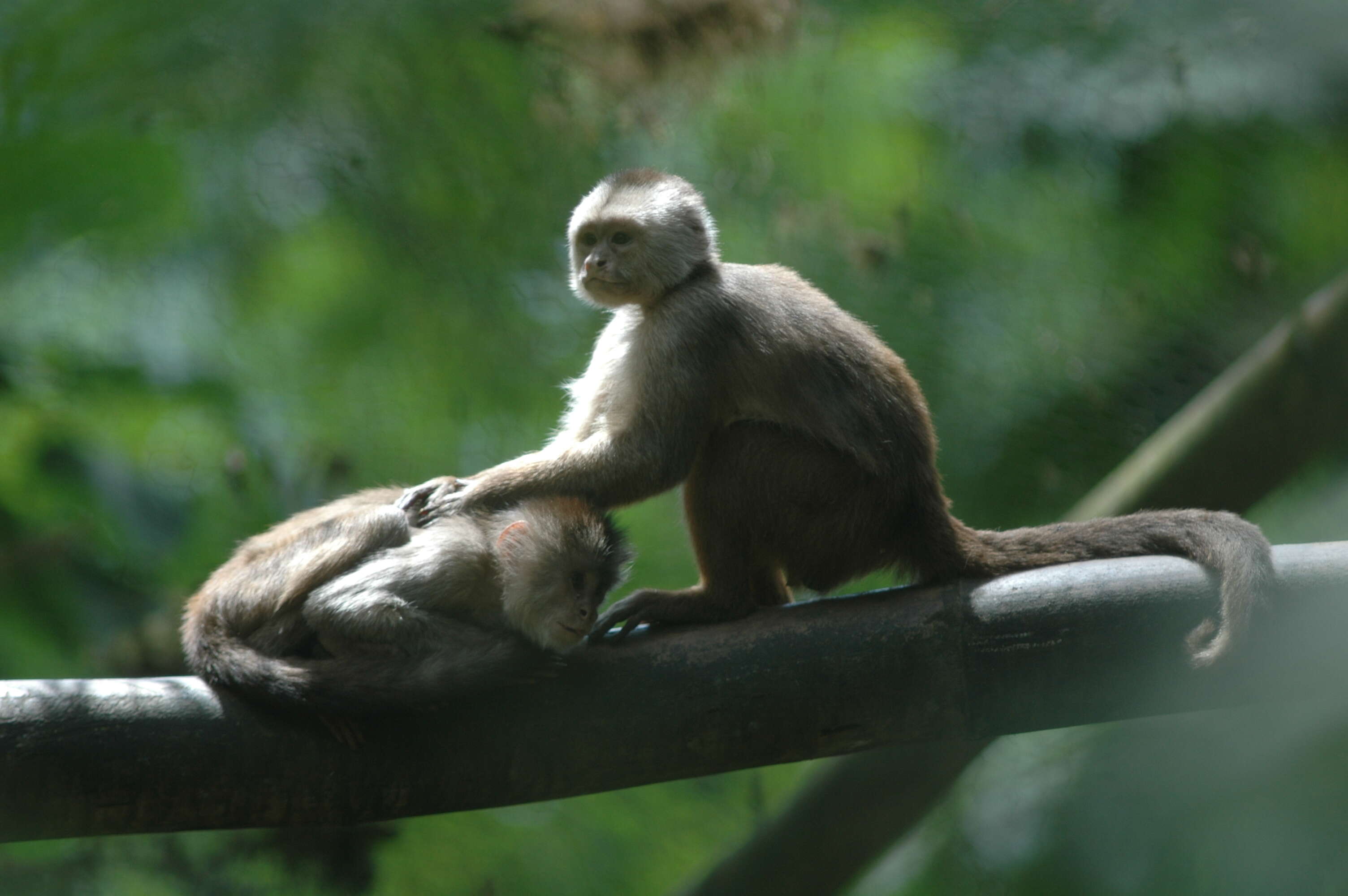 Image of Ecuadorian capuchin