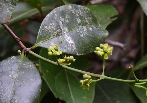 Image of Salacia disepala (C. T. White) Ding Hou