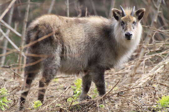 Image of Japanese Serow